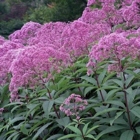 Joe Pye weed Favorite (copy)